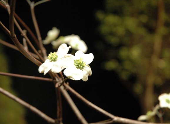 a dogwood bloom on a bare branch